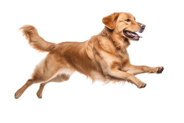 Dog displayed over a transparency checkerboard