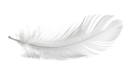 Fine white feather demonstrating a light-edge challenge