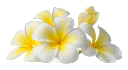 White and yellow flowers with the white background removed