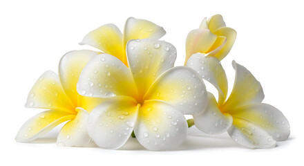 White and yellow flowers on a white background