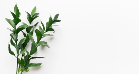 Green plant graphic on a clean light background